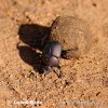 ung beetle