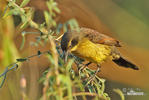 Unicolored Blackbird, female