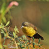 Unicolored Blackbird, female