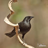 Unicolored Blackbird