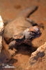 Uromastyx acanthinura