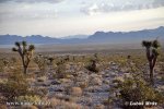 USA - Nevada