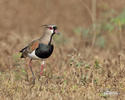 Vanellus chilensis