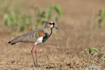 Vanellus chilensis