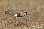 Vanellus chilensis