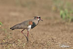 Vanellus chilensis