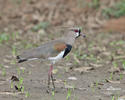 Vanellus chilensis