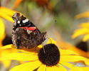 Vanessa atalanta