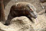 Varanus komodoensis