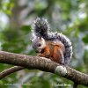 Variegated Squirrel