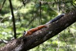 Variegated Squirrel