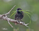 Vegetarian Finch