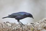 Velvet-fronted Grackle