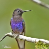 Velvet-purple Coronet