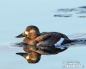 Velvet Scoter