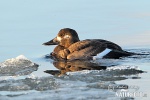 Velvet Scoter