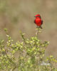 Vermilion Flycatcher