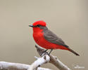 Vermilion Flycatcher