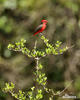 Vermilion Flycatcher