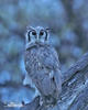 Verreaux's Eagle-Owl