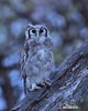 Verreaux's Eagle-Owl