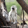 Vervet Monkey