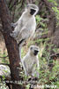 Vervet Monkey