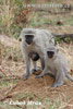 Vervet Monkey