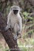 Vervet Monkey