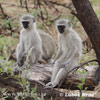 Vervet Monkey