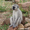 Vervet Monkey