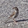 Vesper Sparrow