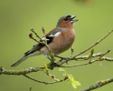 Vink vogel