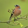 Vink vogel