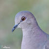 Violaceous Quail-Dove