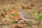 Violaceous Quail-Dove