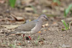 Violaceous Quail-Dove