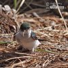 Violet-green Swallow