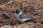 Violet-green Swallow