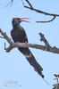 Violet or Grant´s Woodhoopoe