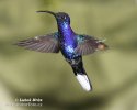 Violet Sabrewing