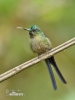 Violet-tailed Sylph