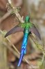 Violet-tailed Sylph