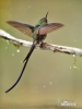 Violet-tailed Sylph