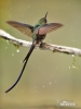 Violet-tailed Sylph