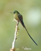 Violet-tailed Sylph