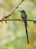 Violet-tailed Sylph