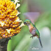 Violet-tailed Sylph