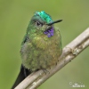 Violet-tailed Sylph