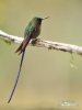 Violet-tailed Sylph